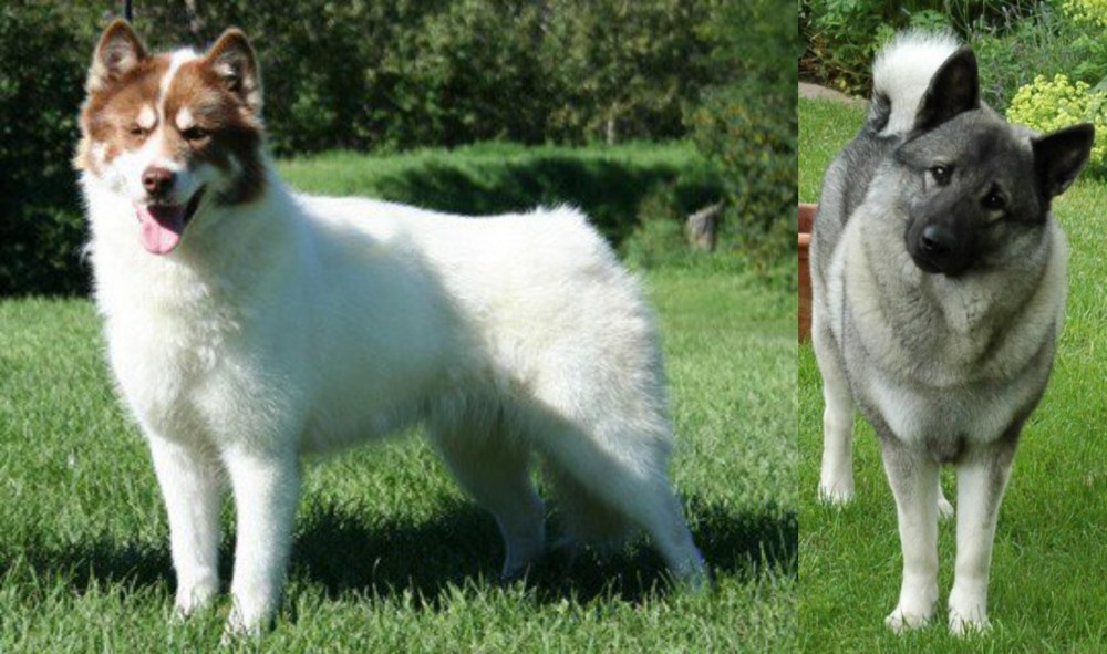 Norwegian Elkhound vs Canadian Eskimo Dog - Breed Comparison
