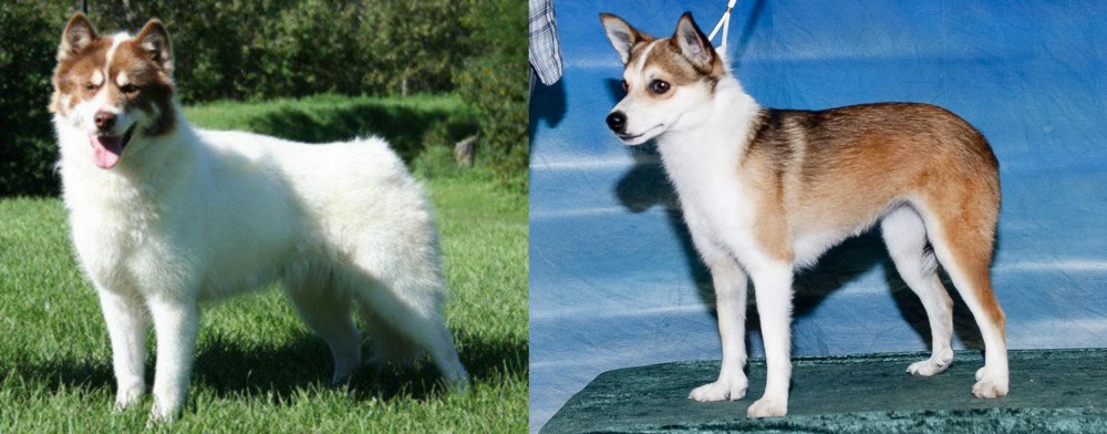 Norwegian Lundehund vs Canadian Eskimo Dog - Breed Comparison