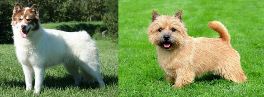 Norwich Terrier vs Canadian Eskimo Dog - Breed Comparison