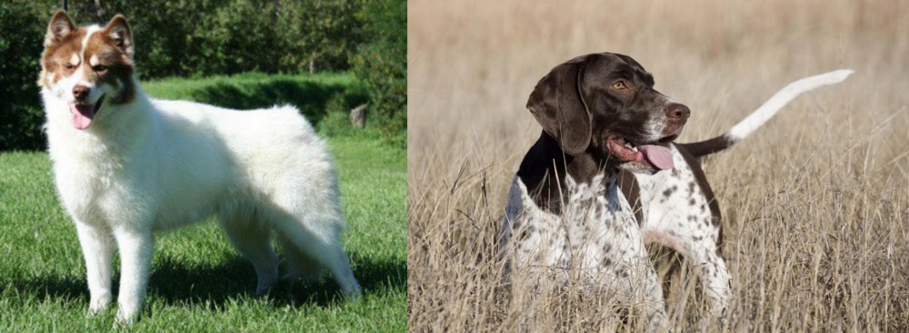 Old Danish Pointer vs Canadian Eskimo Dog - Breed Comparison