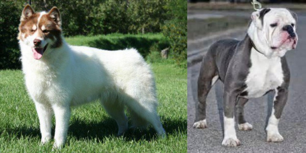 Old English Bulldog vs Canadian Eskimo Dog - Breed Comparison