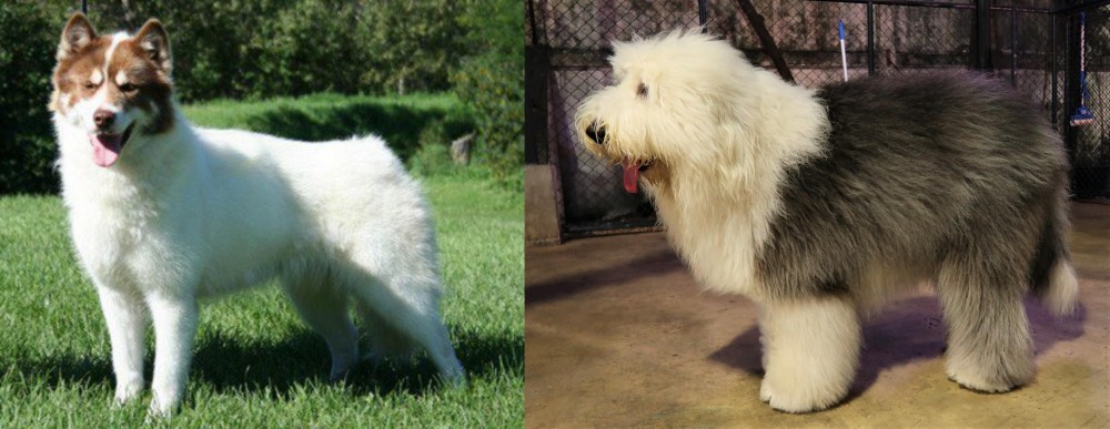 Old English Sheepdog vs Canadian Eskimo Dog - Breed Comparison