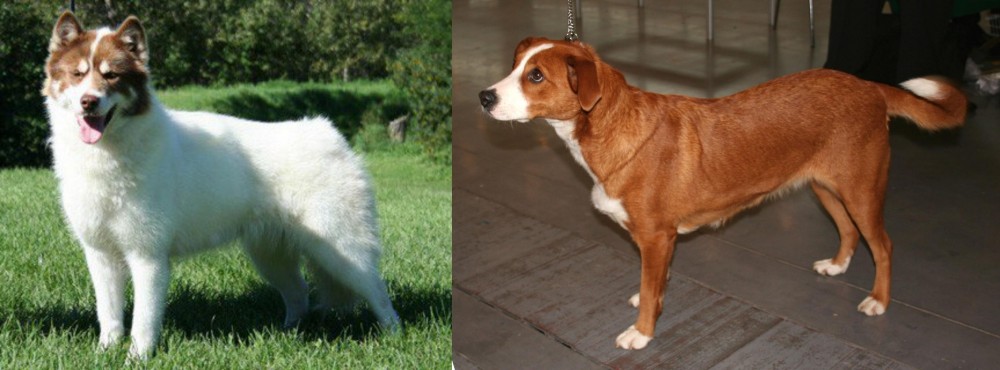 Osterreichischer Kurzhaariger Pinscher vs Canadian Eskimo Dog - Breed Comparison