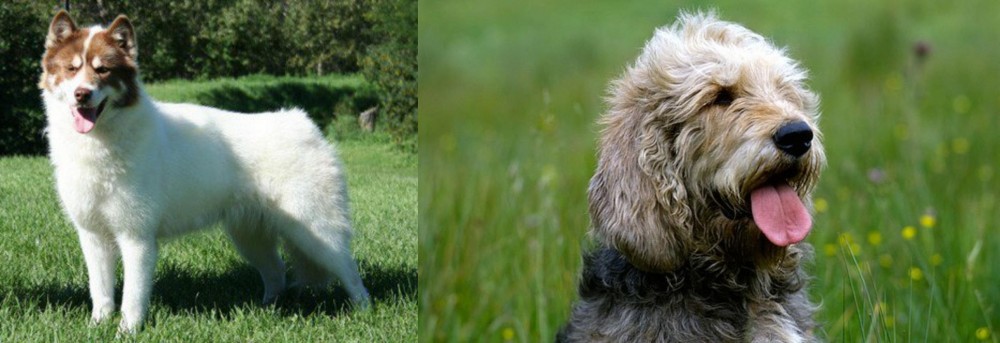Otterhound vs Canadian Eskimo Dog - Breed Comparison
