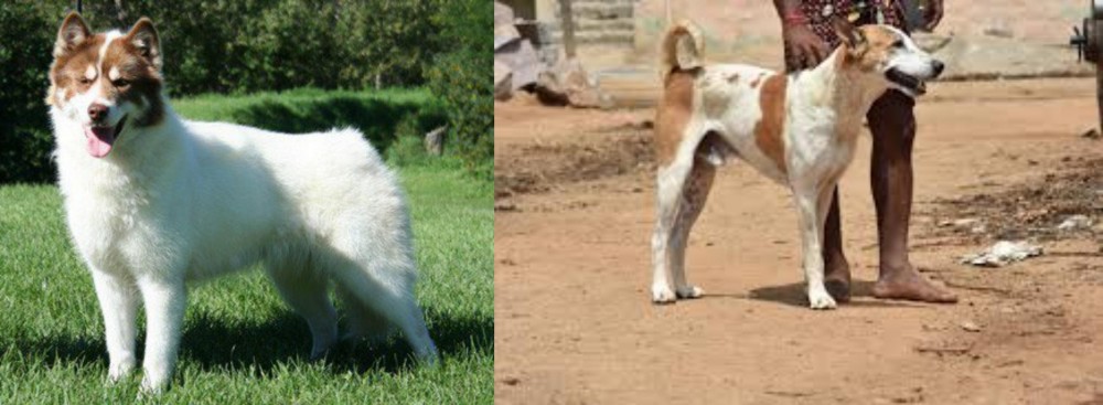 Pandikona vs Canadian Eskimo Dog - Breed Comparison