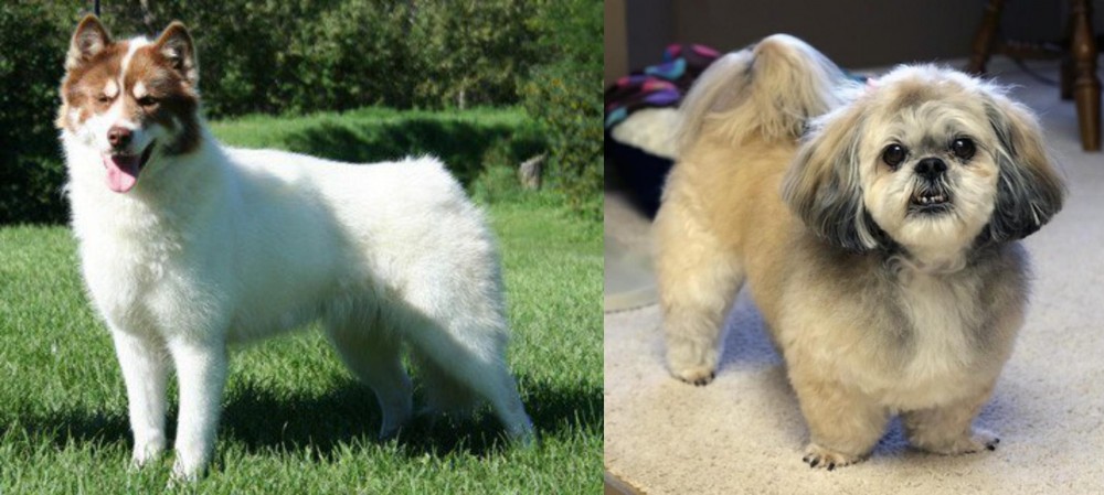 PekePoo vs Canadian Eskimo Dog - Breed Comparison