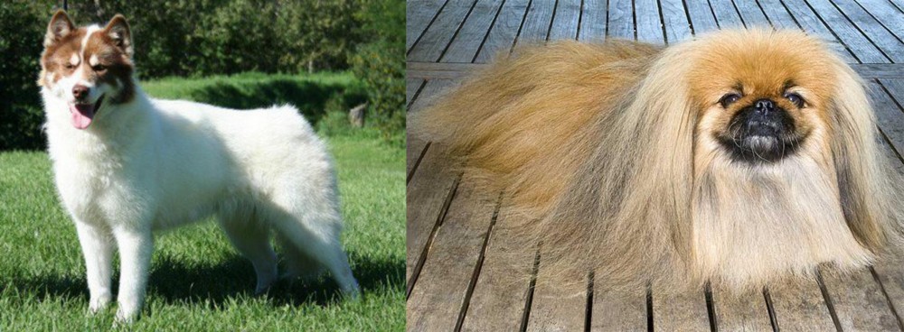 Pekingese vs Canadian Eskimo Dog - Breed Comparison
