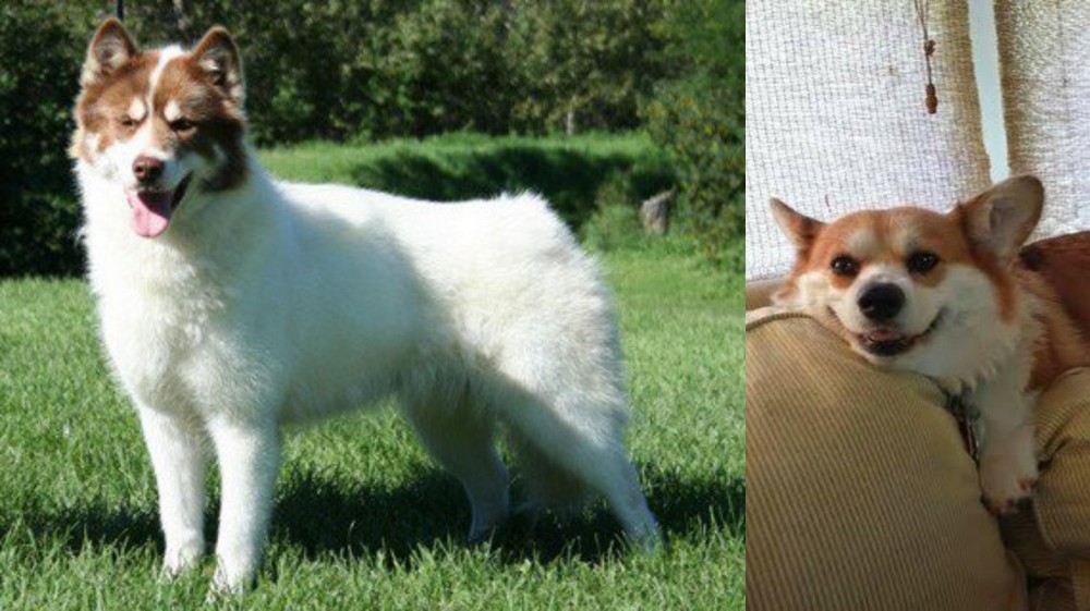 Pembroke Welsh Corgi vs Canadian Eskimo Dog - Breed Comparison