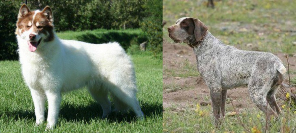 Perdiguero de Burgos vs Canadian Eskimo Dog - Breed Comparison