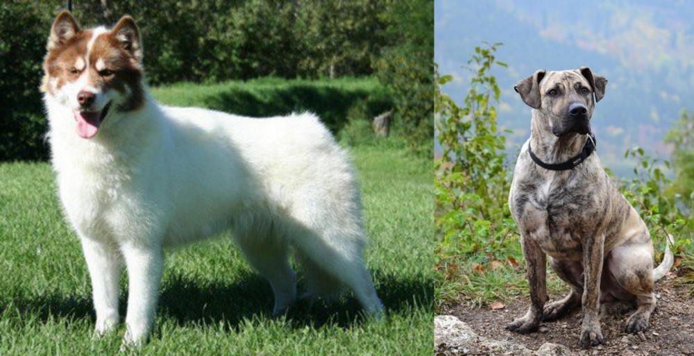Perro Cimarron vs Canadian Eskimo Dog - Breed Comparison