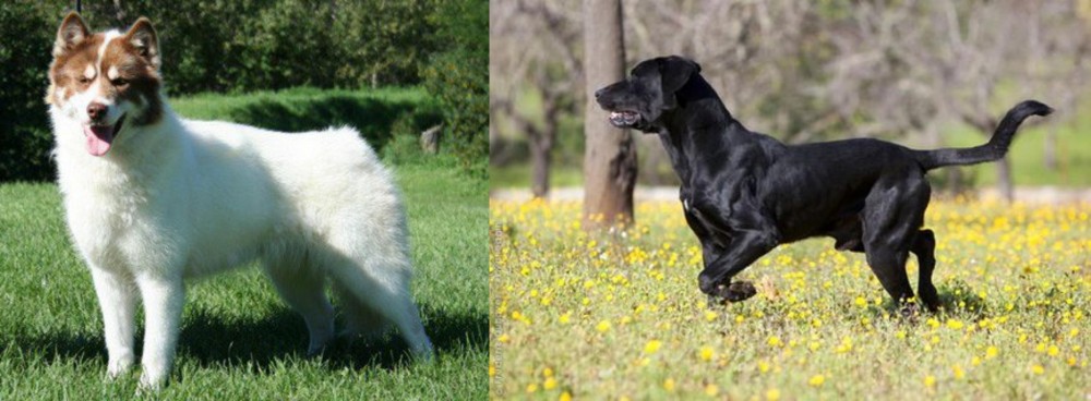 Perro de Pastor Mallorquin vs Canadian Eskimo Dog - Breed Comparison