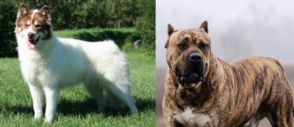 Perro de Presa Canario vs Canadian Eskimo Dog - Breed Comparison