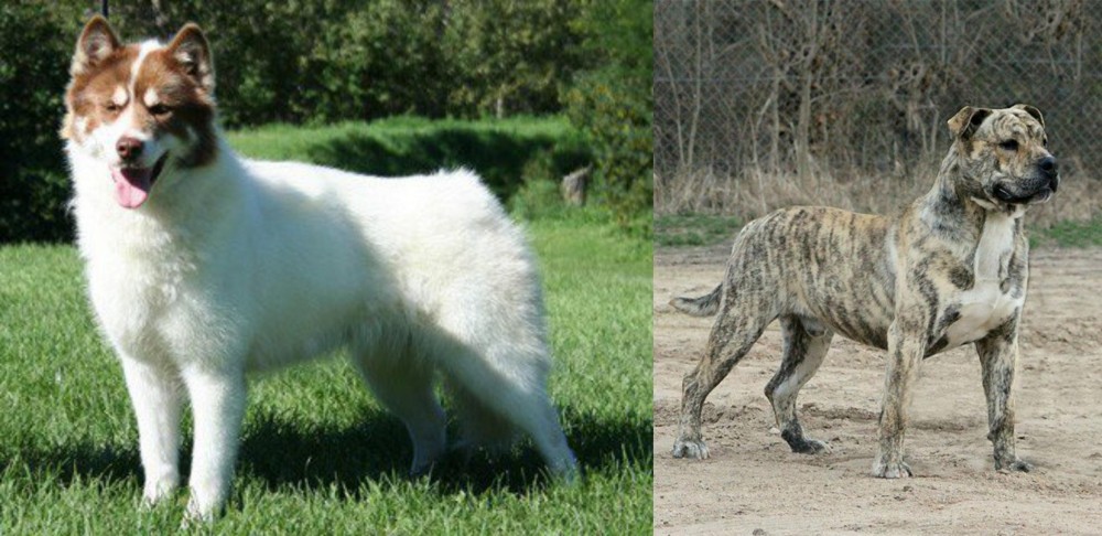 Perro de Presa Mallorquin vs Canadian Eskimo Dog - Breed Comparison