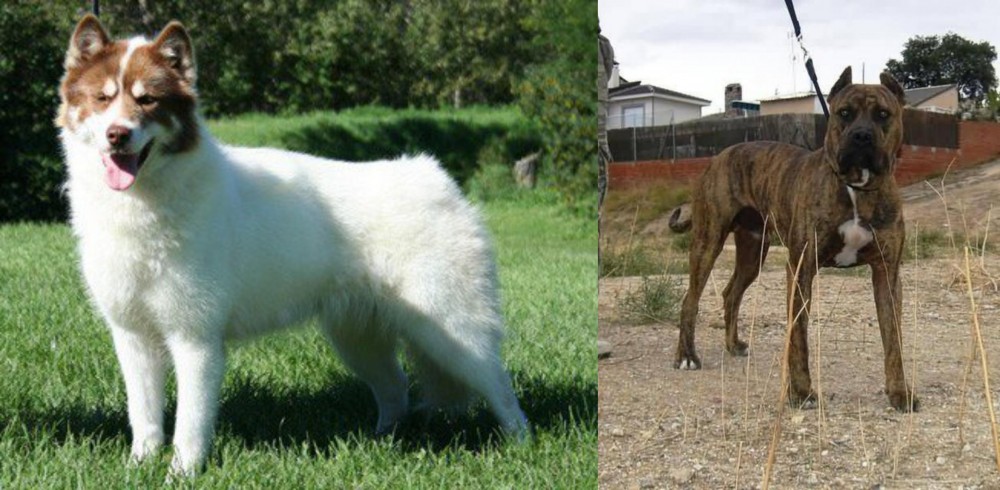 Perro de Toro vs Canadian Eskimo Dog - Breed Comparison