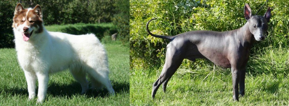 Peruvian Hairless vs Canadian Eskimo Dog - Breed Comparison