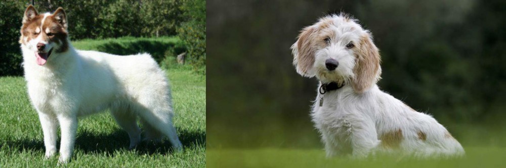Petit Basset Griffon Vendeen vs Canadian Eskimo Dog - Breed Comparison