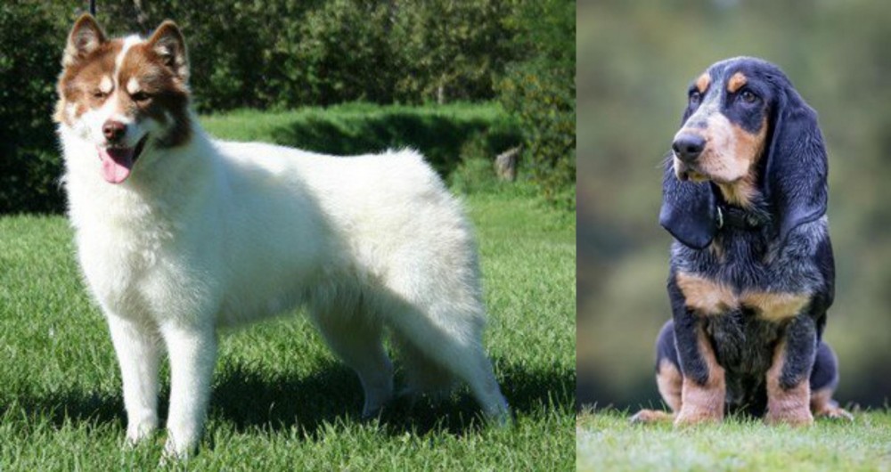 Petit Bleu de Gascogne vs Canadian Eskimo Dog - Breed Comparison