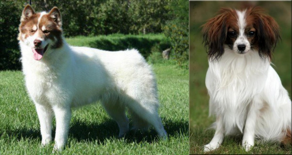 Phalene vs Canadian Eskimo Dog - Breed Comparison