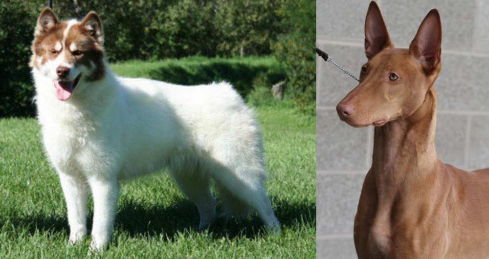 Pharaoh Hound vs Canadian Eskimo Dog - Breed Comparison