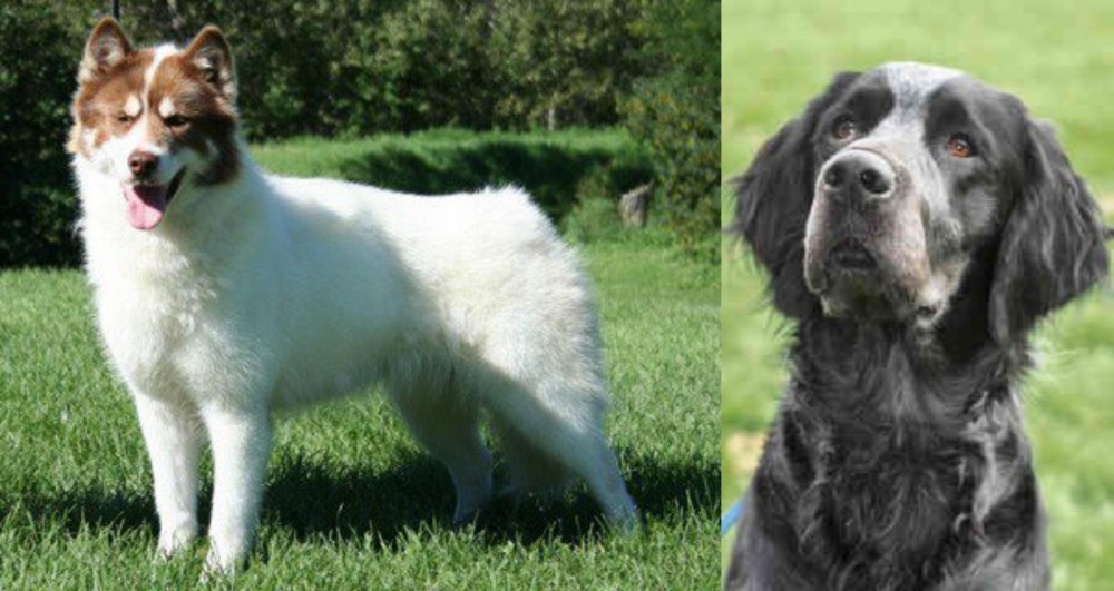 Picardy Spaniel vs Canadian Eskimo Dog - Breed Comparison