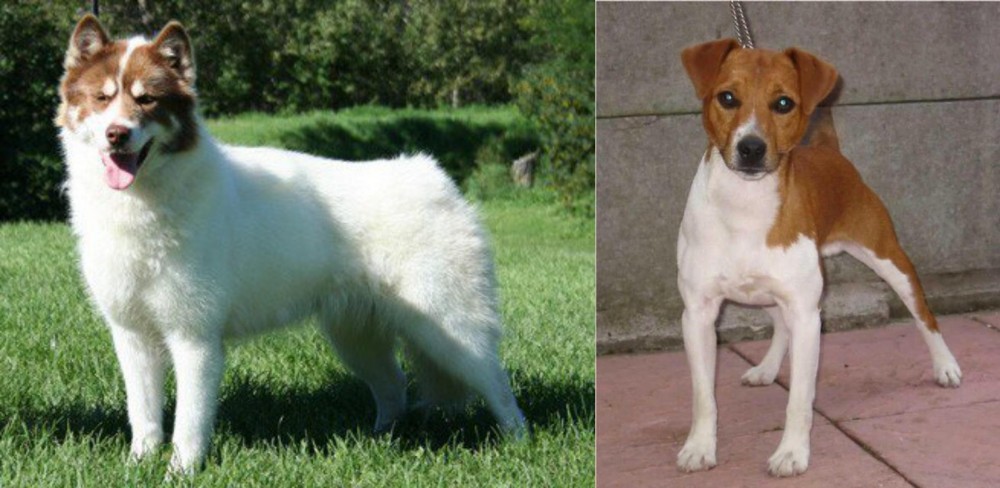 Plummer Terrier vs Canadian Eskimo Dog - Breed Comparison