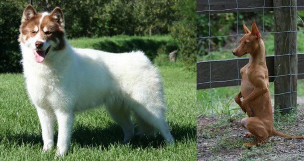 Podenco Andaluz vs Canadian Eskimo Dog - Breed Comparison