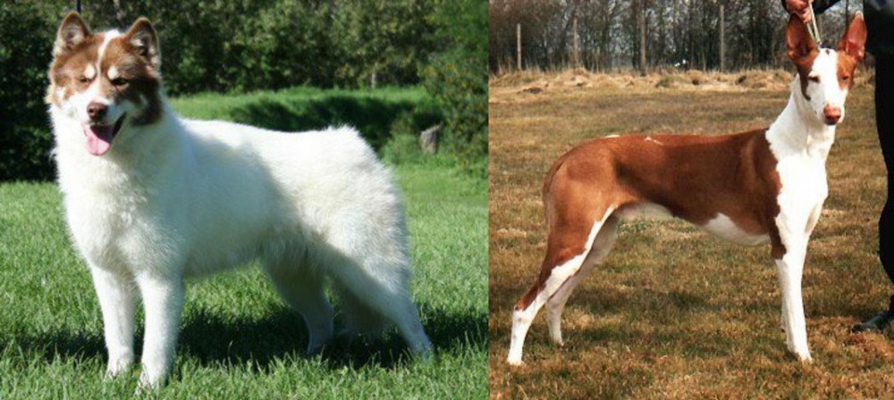Podenco Canario vs Canadian Eskimo Dog - Breed Comparison