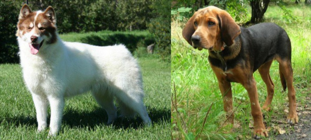 Polish Hound vs Canadian Eskimo Dog - Breed Comparison