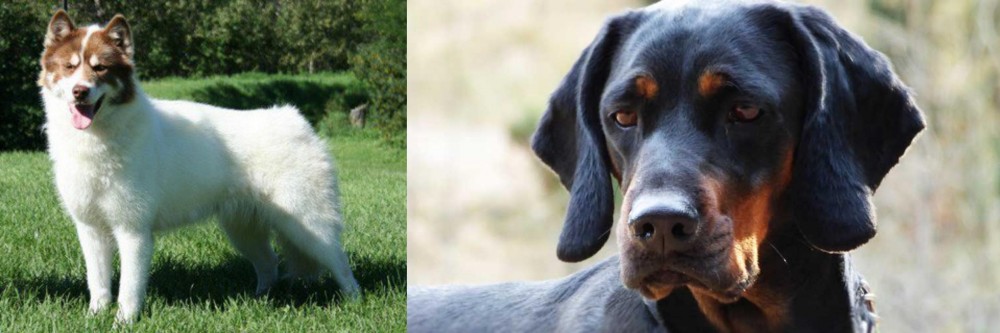 Polish Hunting Dog vs Canadian Eskimo Dog - Breed Comparison