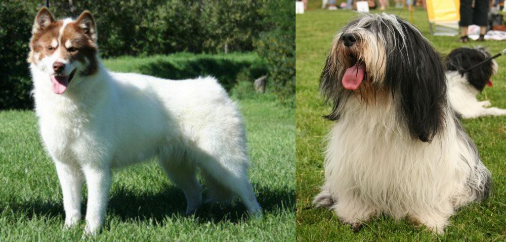 Polish Lowland Sheepdog vs Canadian Eskimo Dog - Breed Comparison