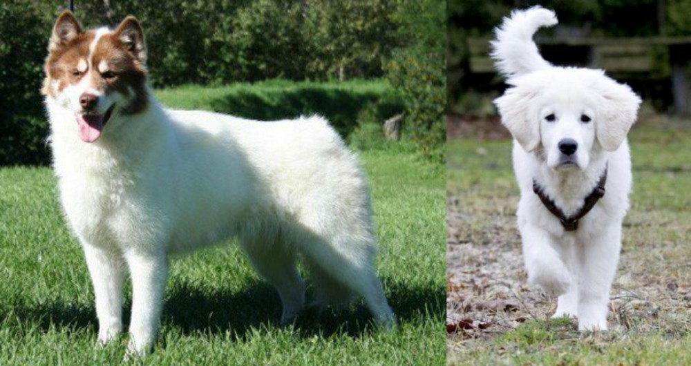 Polish Tatra Sheepdog vs Canadian Eskimo Dog - Breed Comparison