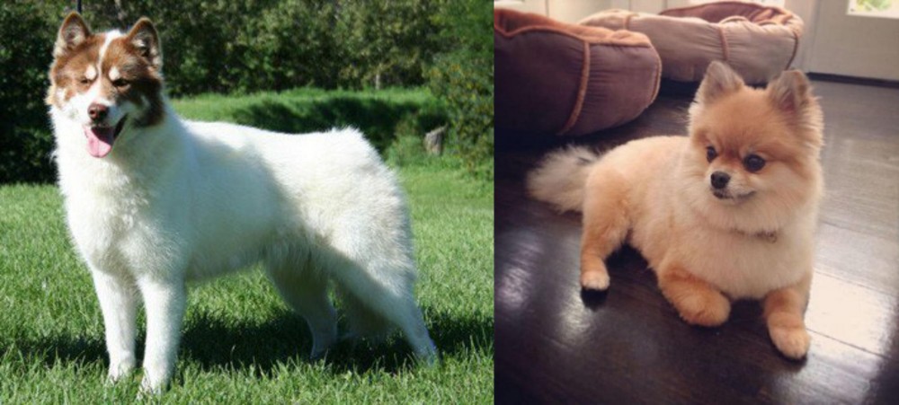 Pomeranian vs Canadian Eskimo Dog - Breed Comparison