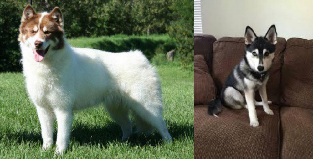 Pomsky vs Canadian Eskimo Dog - Breed Comparison