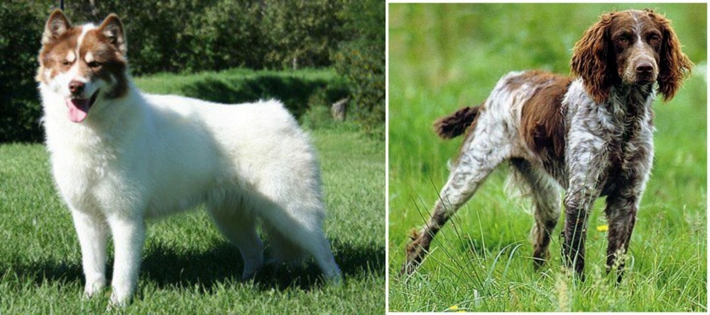 Pont-Audemer Spaniel vs Canadian Eskimo Dog - Breed Comparison