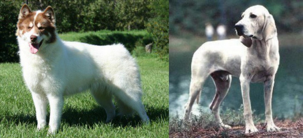 Porcelaine vs Canadian Eskimo Dog - Breed Comparison