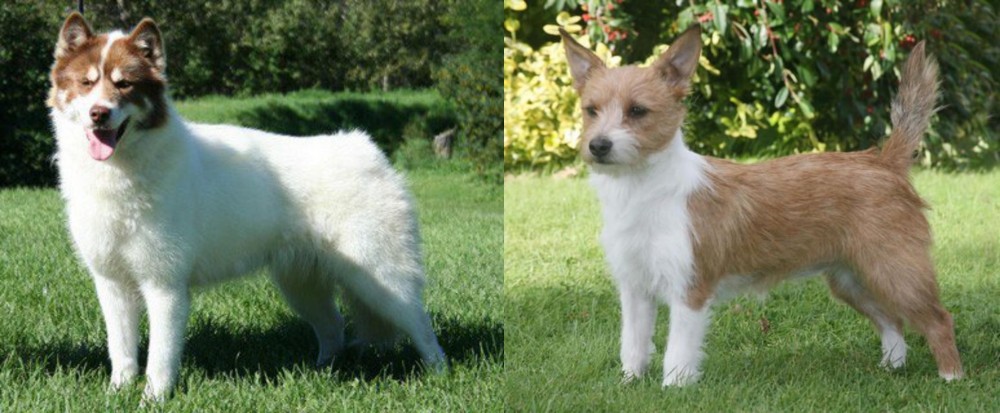 Portuguese Podengo vs Canadian Eskimo Dog - Breed Comparison