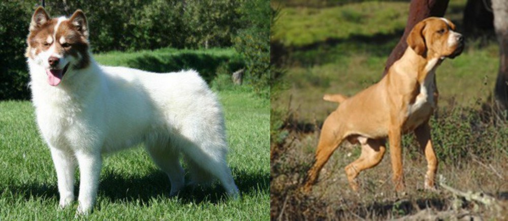 Portuguese Pointer vs Canadian Eskimo Dog - Breed Comparison