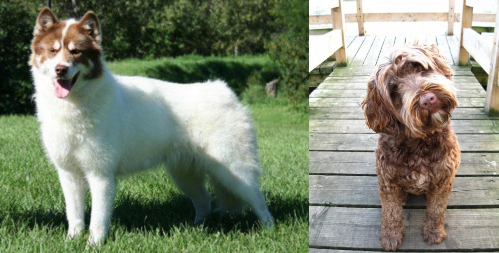 Portuguese Water Dog vs Canadian Eskimo Dog - Breed Comparison