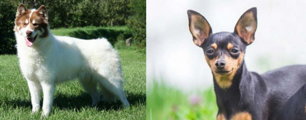 Prazsky Krysarik vs Canadian Eskimo Dog - Breed Comparison