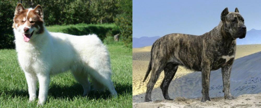 Presa Canario vs Canadian Eskimo Dog - Breed Comparison