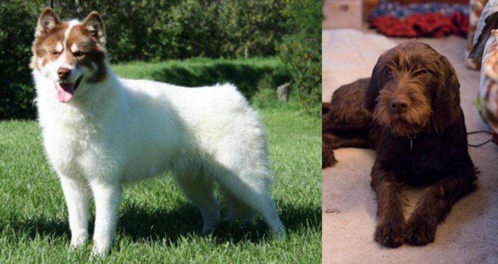 Pudelpointer vs Canadian Eskimo Dog - Breed Comparison