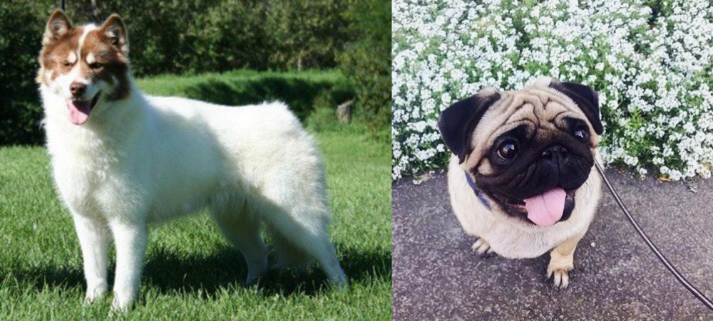 Pug vs Canadian Eskimo Dog - Breed Comparison