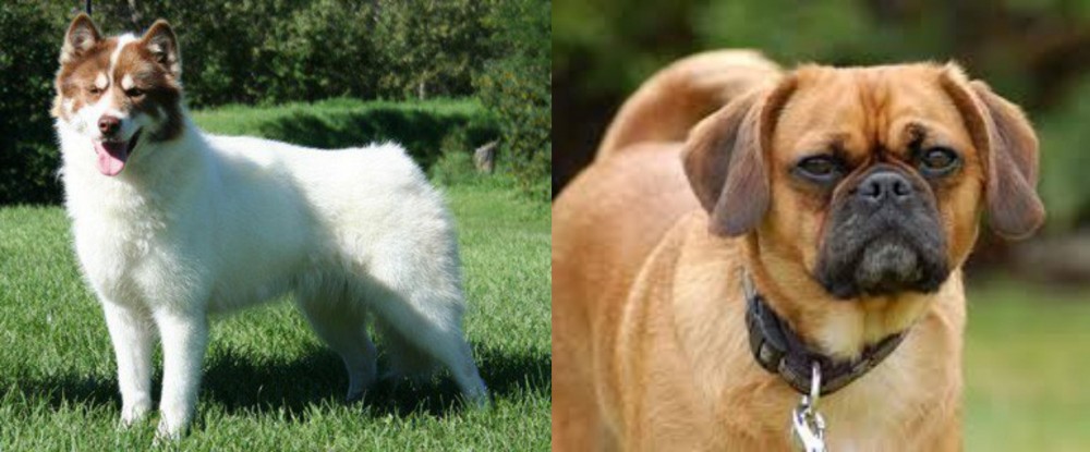 Pugalier vs Canadian Eskimo Dog - Breed Comparison