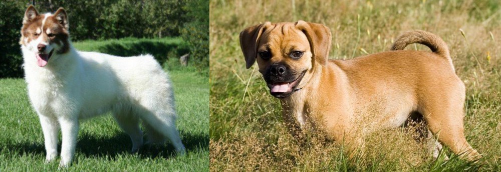 Puggle vs Canadian Eskimo Dog - Breed Comparison