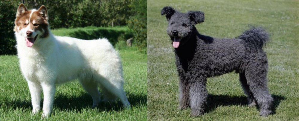 Pumi vs Canadian Eskimo Dog - Breed Comparison