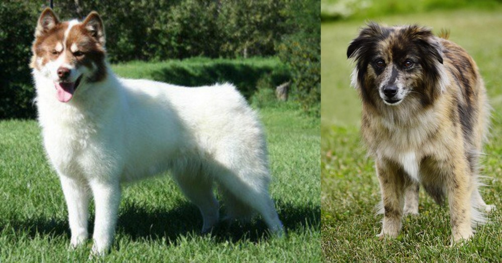 Pyrenean Shepherd vs Canadian Eskimo Dog - Breed Comparison