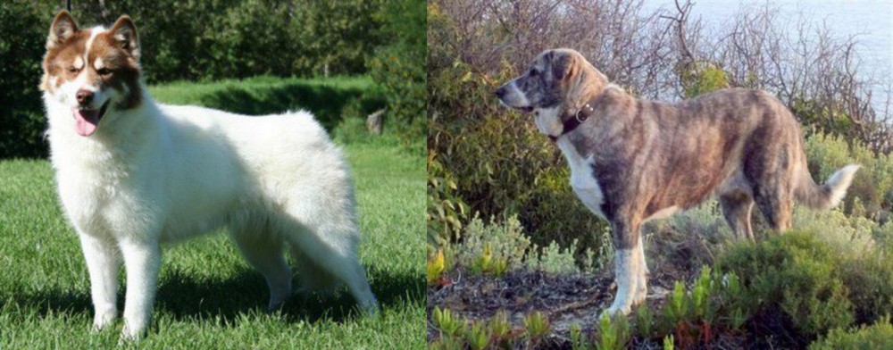 Rafeiro do Alentejo vs Canadian Eskimo Dog - Breed Comparison