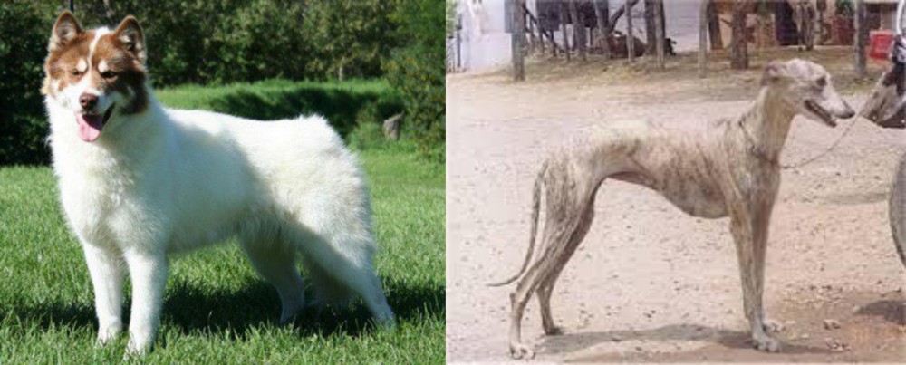 Rampur Greyhound vs Canadian Eskimo Dog - Breed Comparison