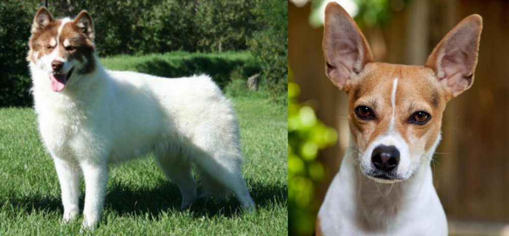 Rat Terrier vs Canadian Eskimo Dog - Breed Comparison