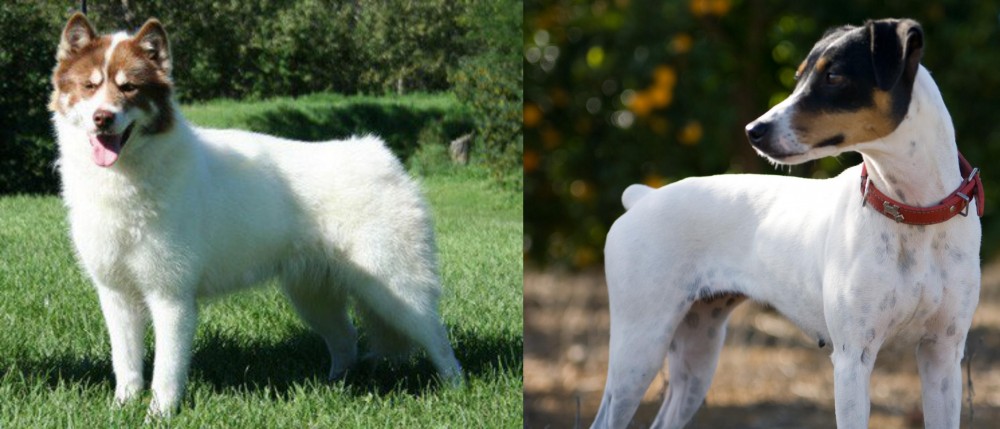 Ratonero Bodeguero Andaluz vs Canadian Eskimo Dog - Breed Comparison